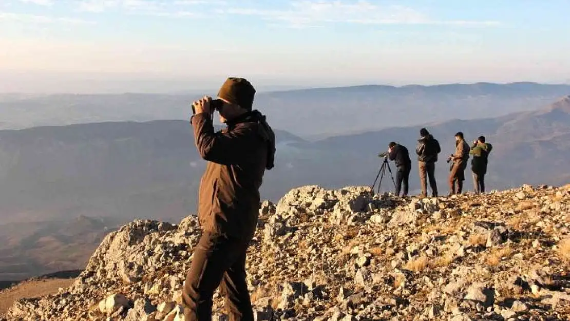 'Yaban keçilerinin cinsiyeti, yaşı ve türleri belirleniyor'