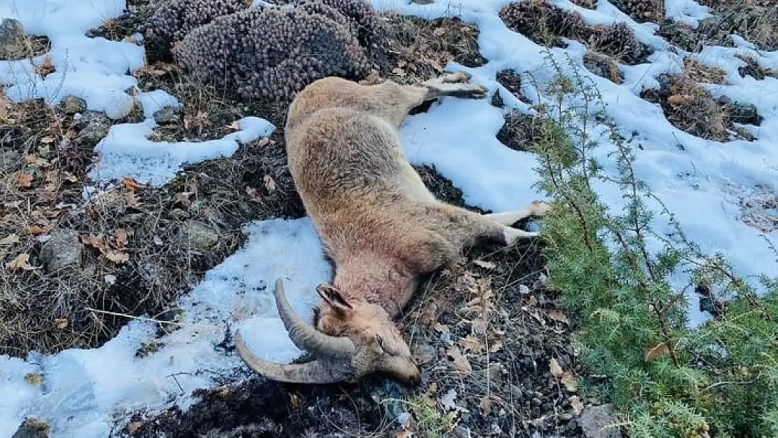 'Yaban keçisi avı 38 bin liraya patladı'