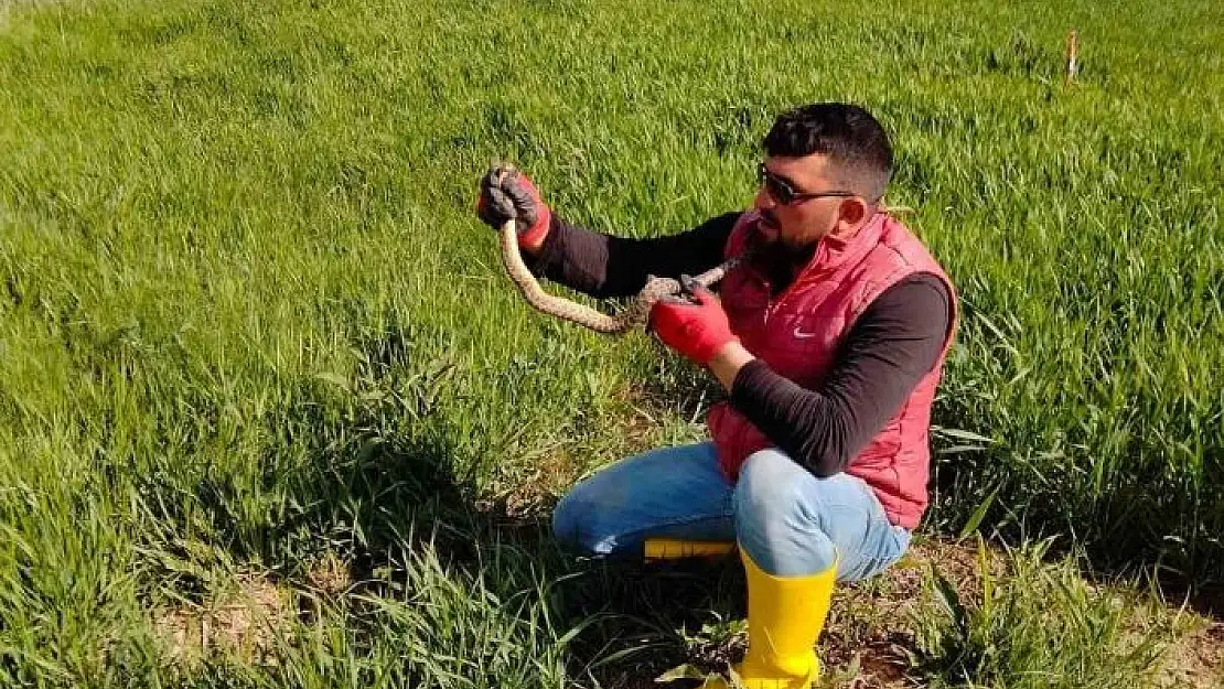 'Yakaladığı yılanla kedi yavrusuyla oynar gibi oynadı'