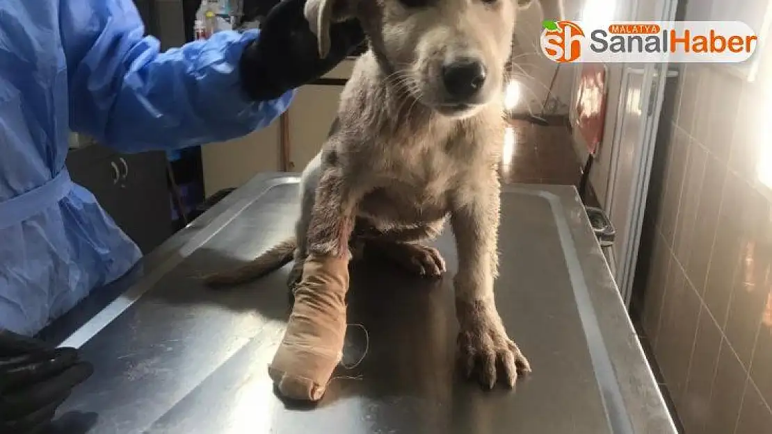 Yaralanan köpek tedavi edildi