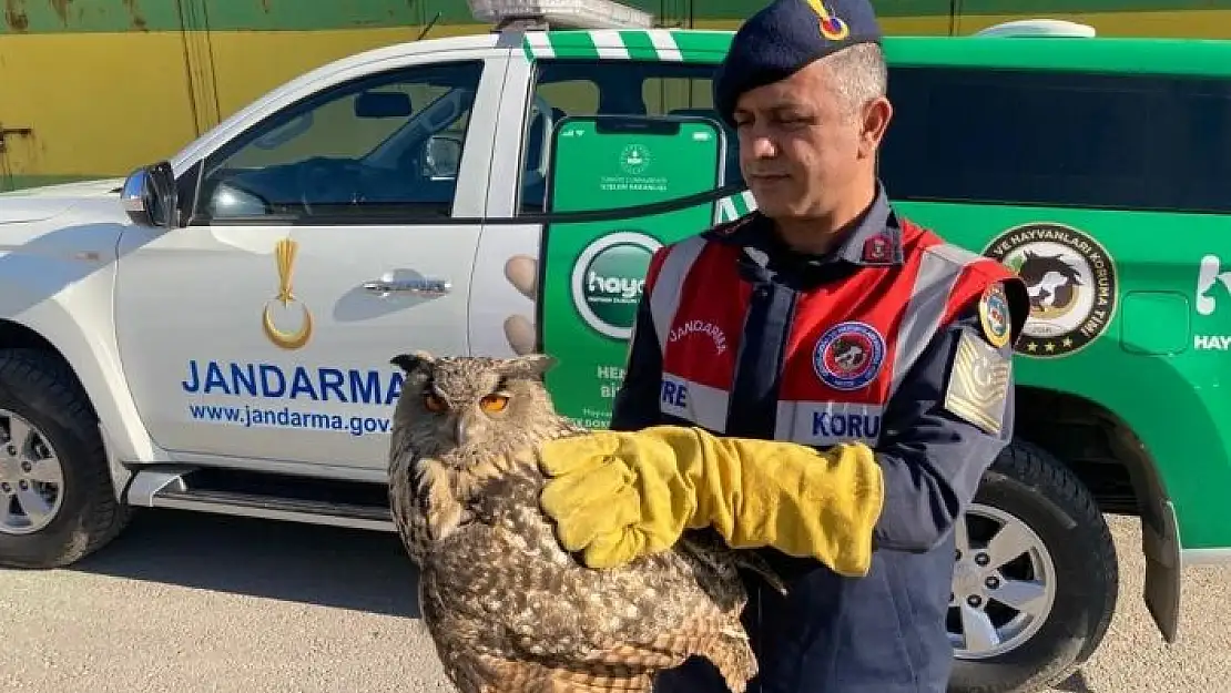 'Yaralı baykuşa duyarlı vatandaş şefkati'