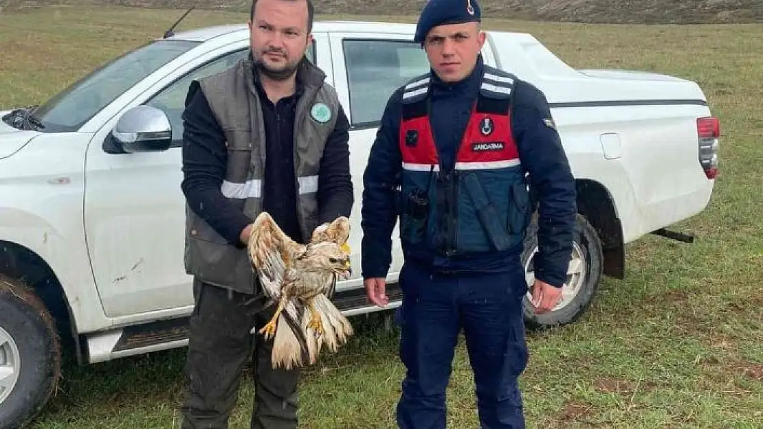 'Yaralı bulunan Kızıl Şahin tedavi altına alındı'