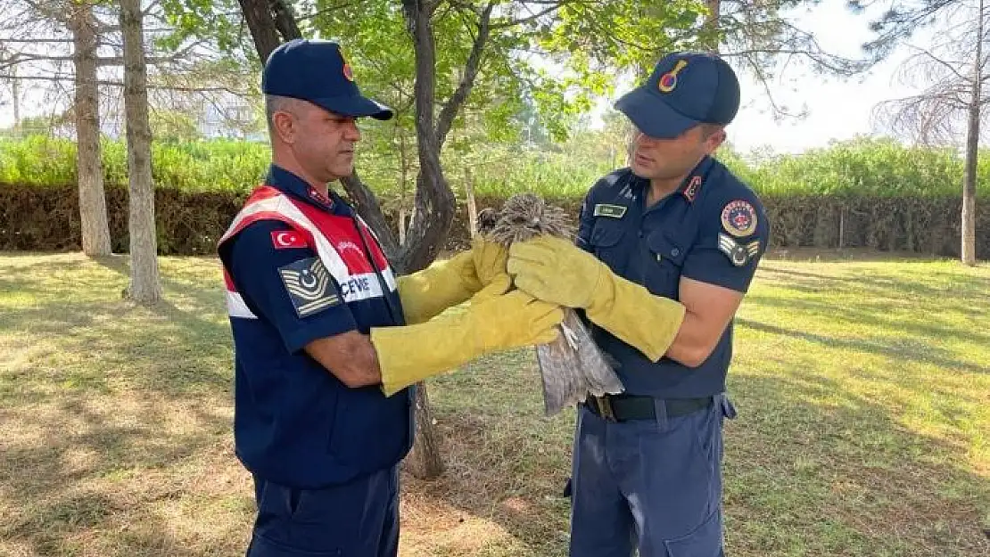 'Yaralı bulunan Şahin koruma altına alındı'