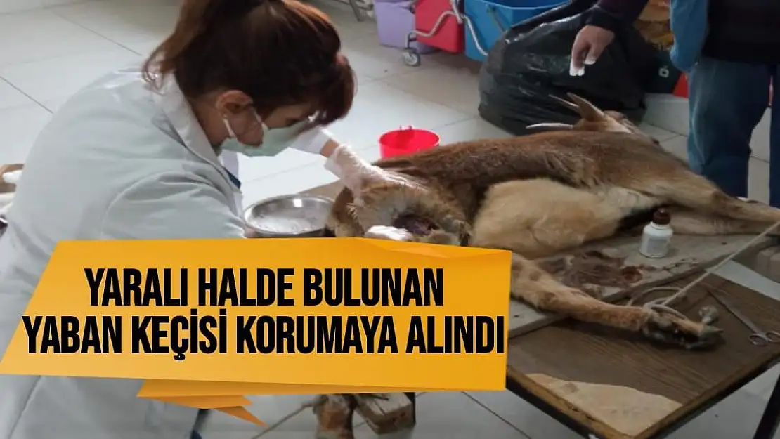 Yaralı halde bulunan yaban keçisi korumaya alındı