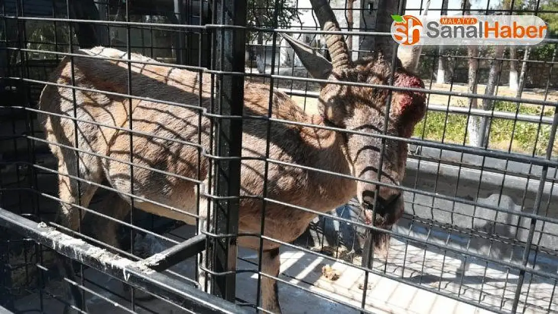 Yaralı keçiyi güvenlik korucuları buldu