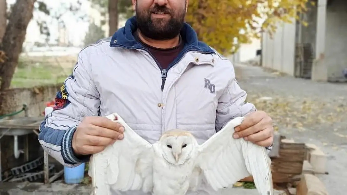 'Yaralı peçeli baykuş tedavi altına alındı'