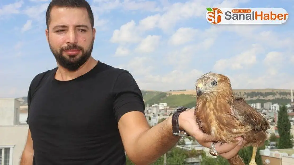 Yaralı Şahin'i tedavisi için yetkililere teslim etti