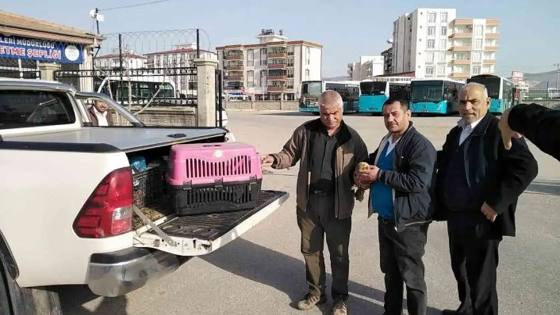 'Yaralı şahin tedavi altına alındı'