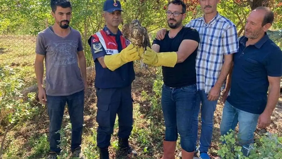 'Yaralı şahin tedavi altına alındı'