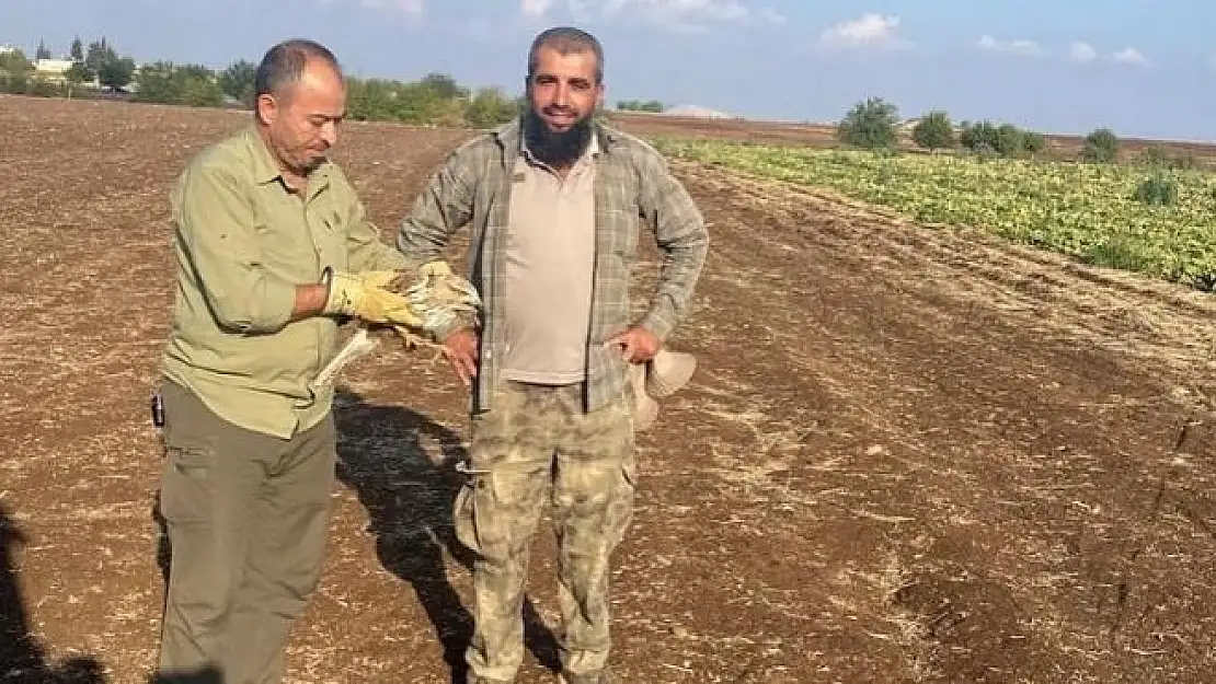 'Yaralı şahin tedavi altına alındı'