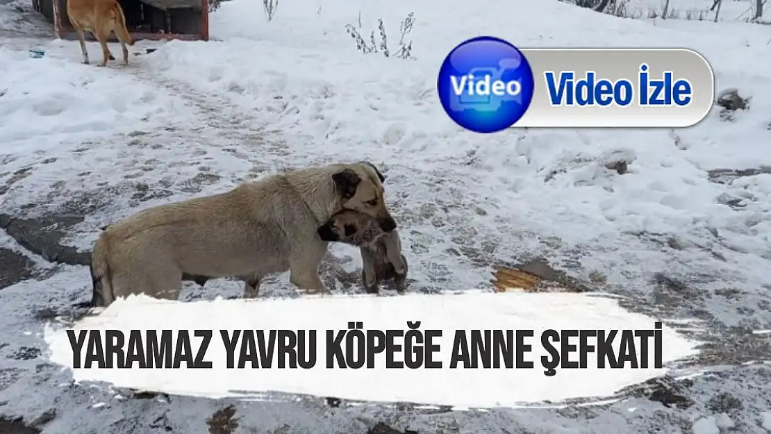 Yaramaz yavru köpeğe anne şefkati