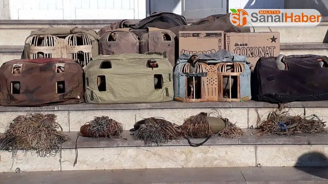 Yasadışı avda kullanılan keklikler doğaya bırakıldı