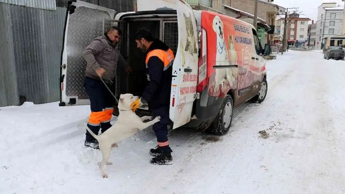 'Yasaklı köpeğini gecikmeli olarak teslim etti'