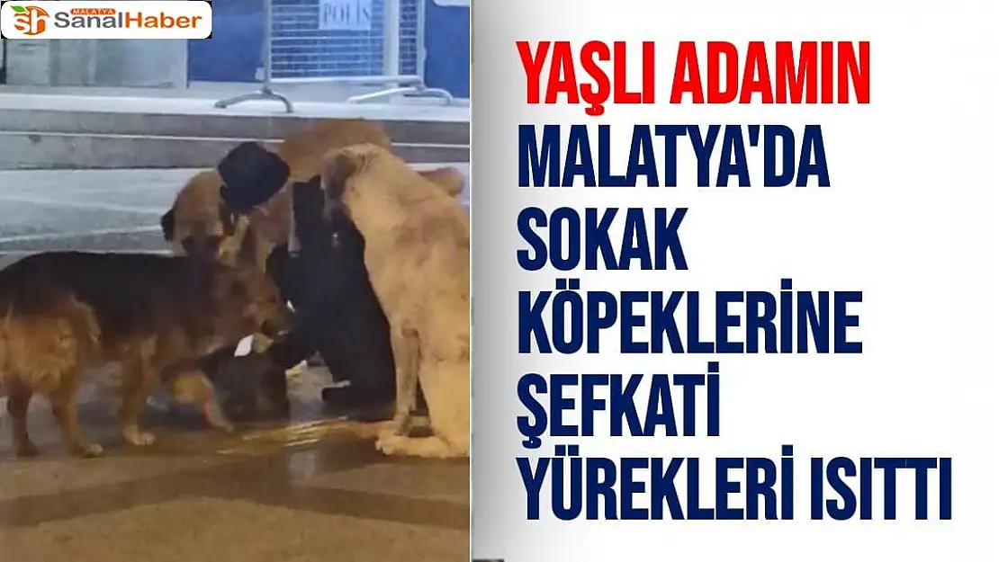Yaşlı adamın Malatya'da sokak köpeklerine şefkati yürekleri ısıttı