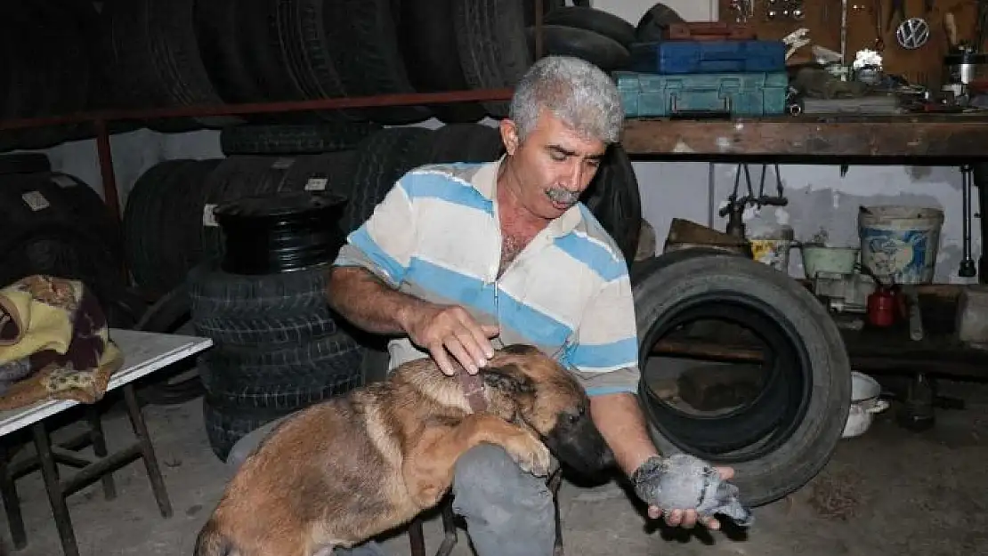 'Yavru güvercin ile köpeğin dostluğu yürekleri ısıttı'