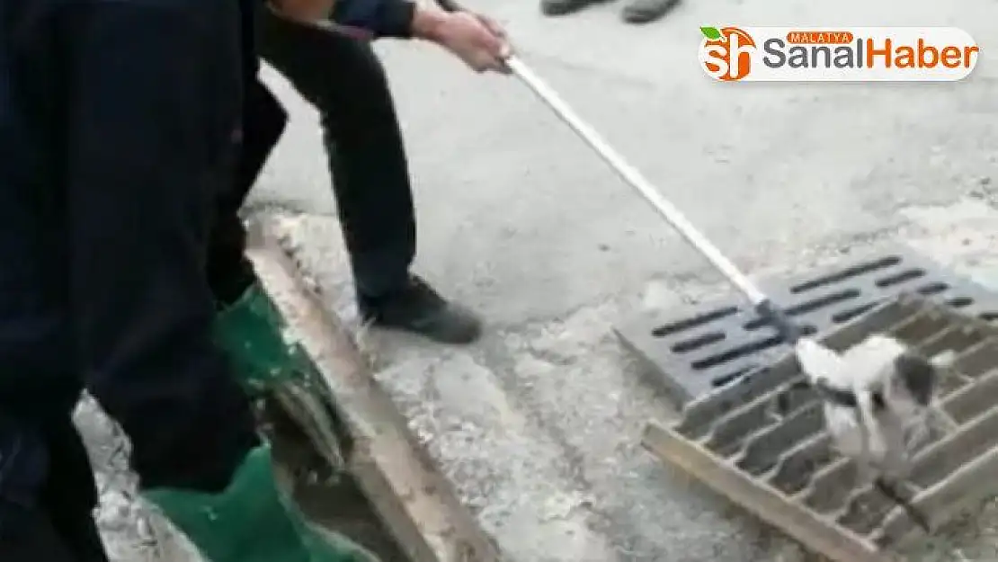 Yavru kedi mazgallardan drenaj kanalına düştü