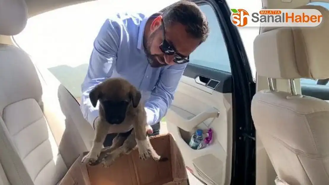 Yavru köpeğin tedavisi için makam aracı ile 250 km yol gitti