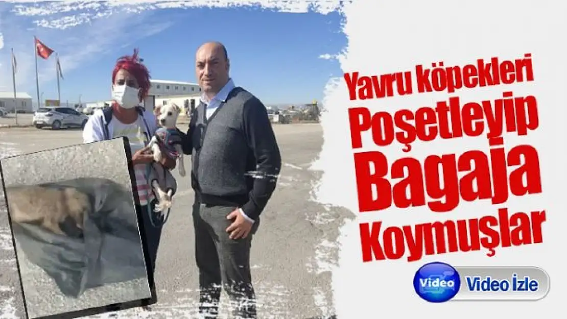 Yavru köpekleri poşetleyip bagaja koymuşlar
