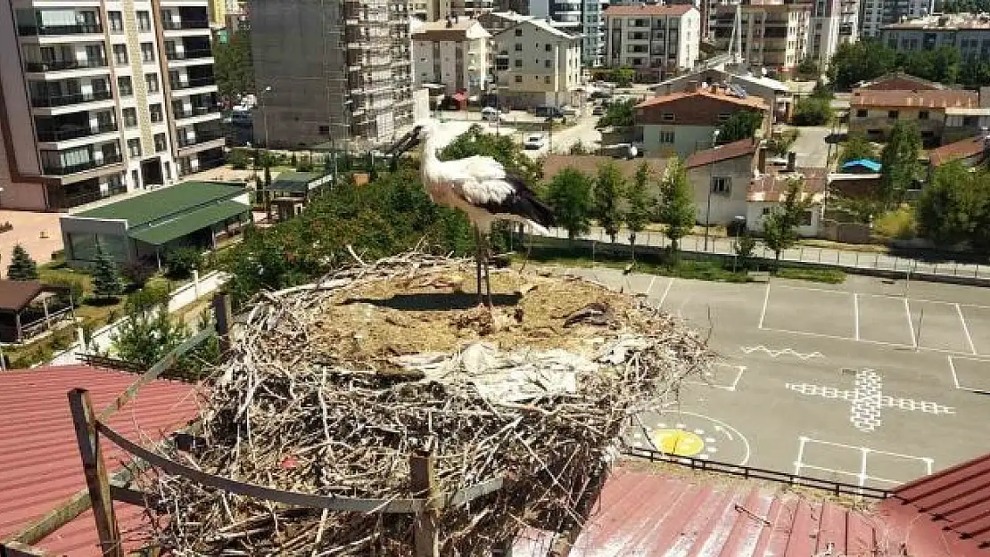 'Yavru leylek için kendisini tehlikeye attı'