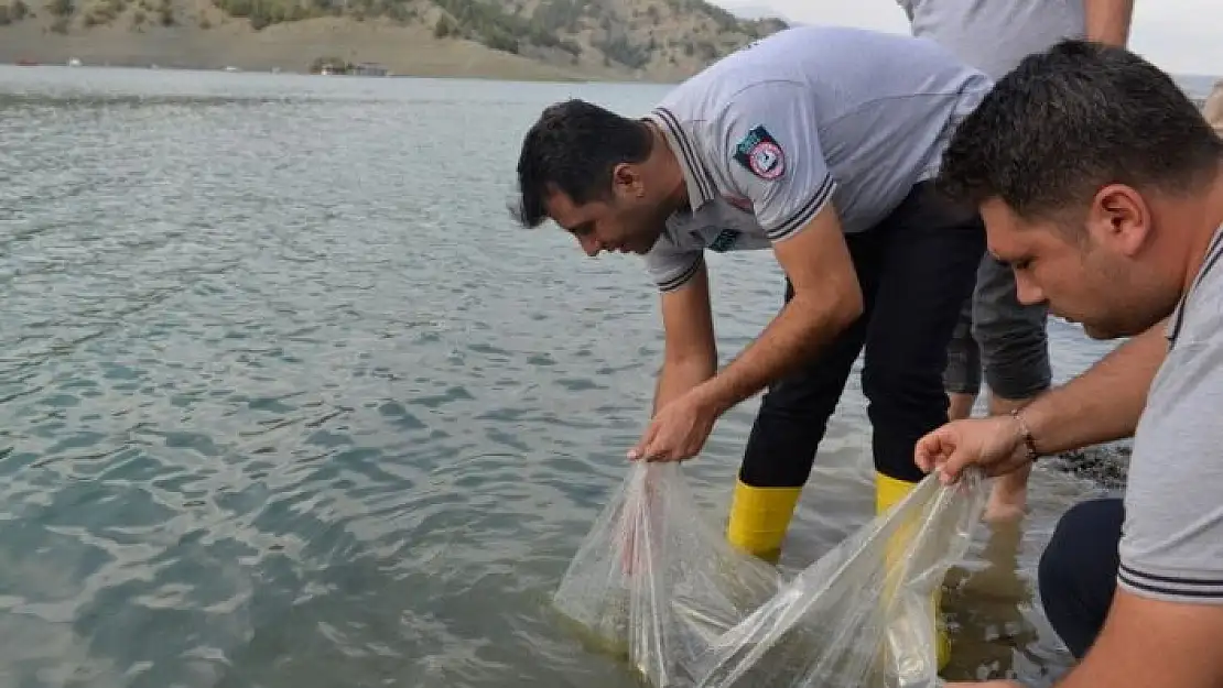 'Yavru sazan balıklar su ile buluştu'