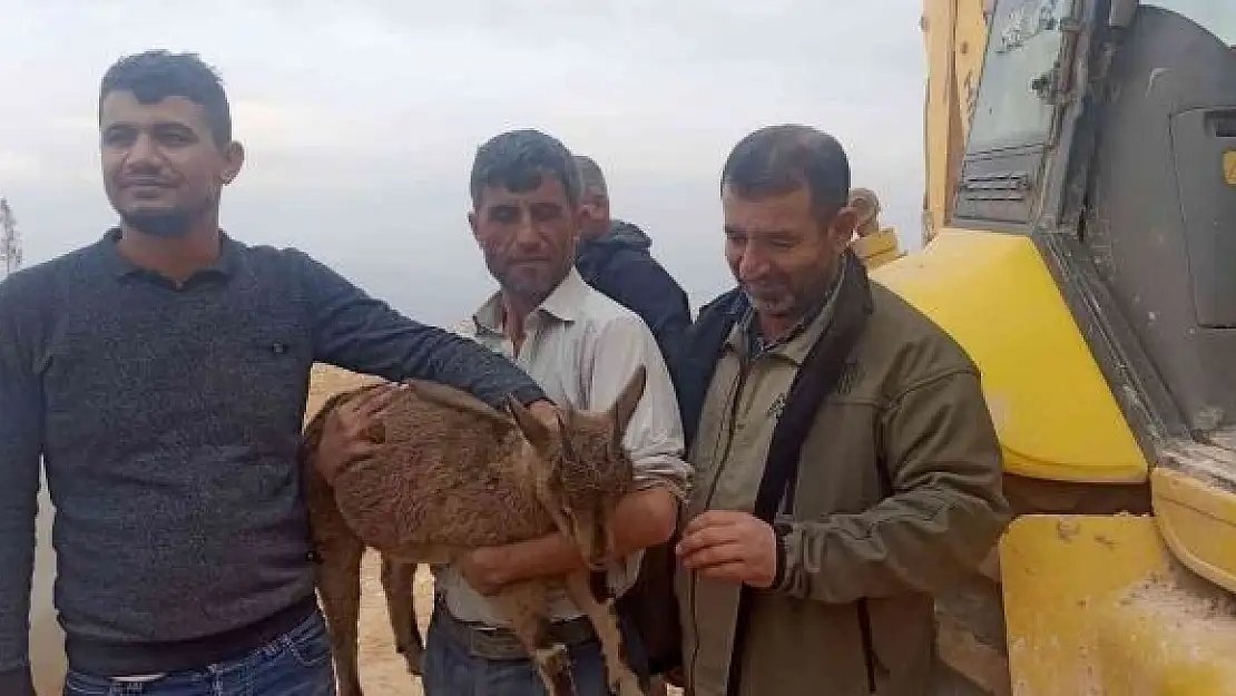'Yavru yaban keçisi tedaviye alındı'