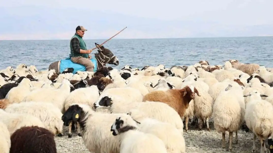 'Yaylacıların sahil kenarındaki molası belgeselleri aratmadı'