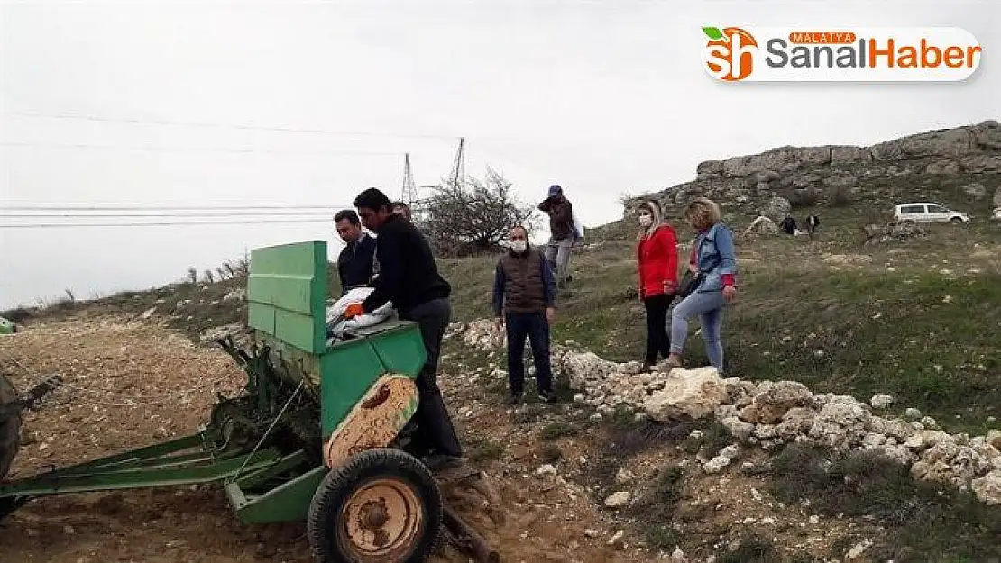 Yazıhan'a yerli kırmızı mercimek ekimi yapıldı