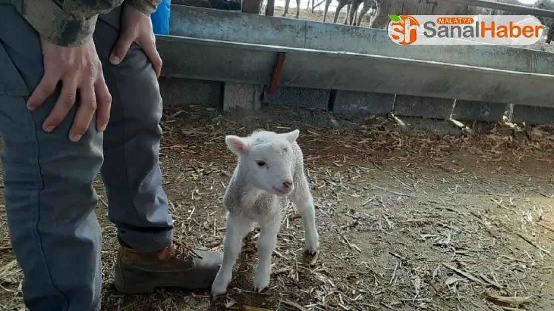 Yeni doğan kuzu 'anne' diye meledi