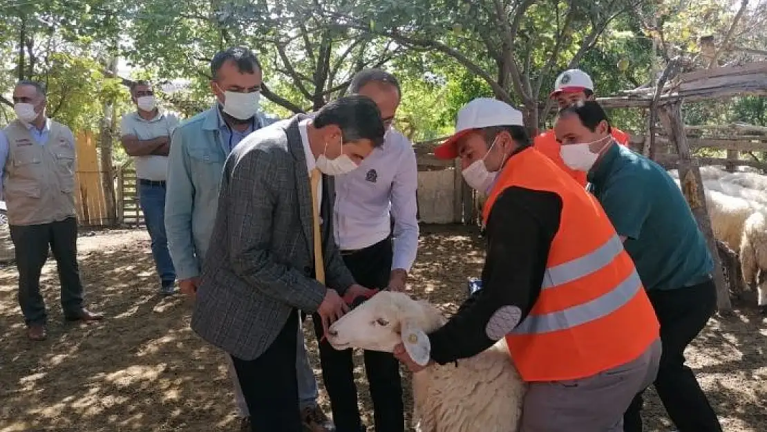 'Yerli ırk hayvancılığın gelişmesi için bilgilendirme'