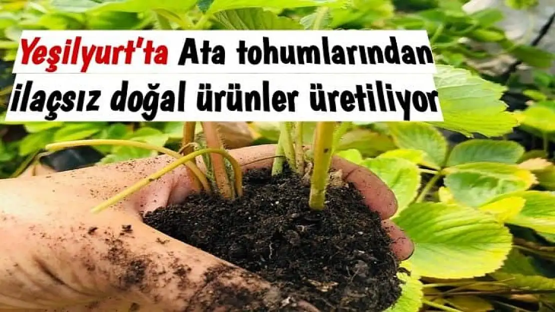 Yeşilyurt´ta Ata tohumlarından ilaçsız doğal ürünler üretiliyor