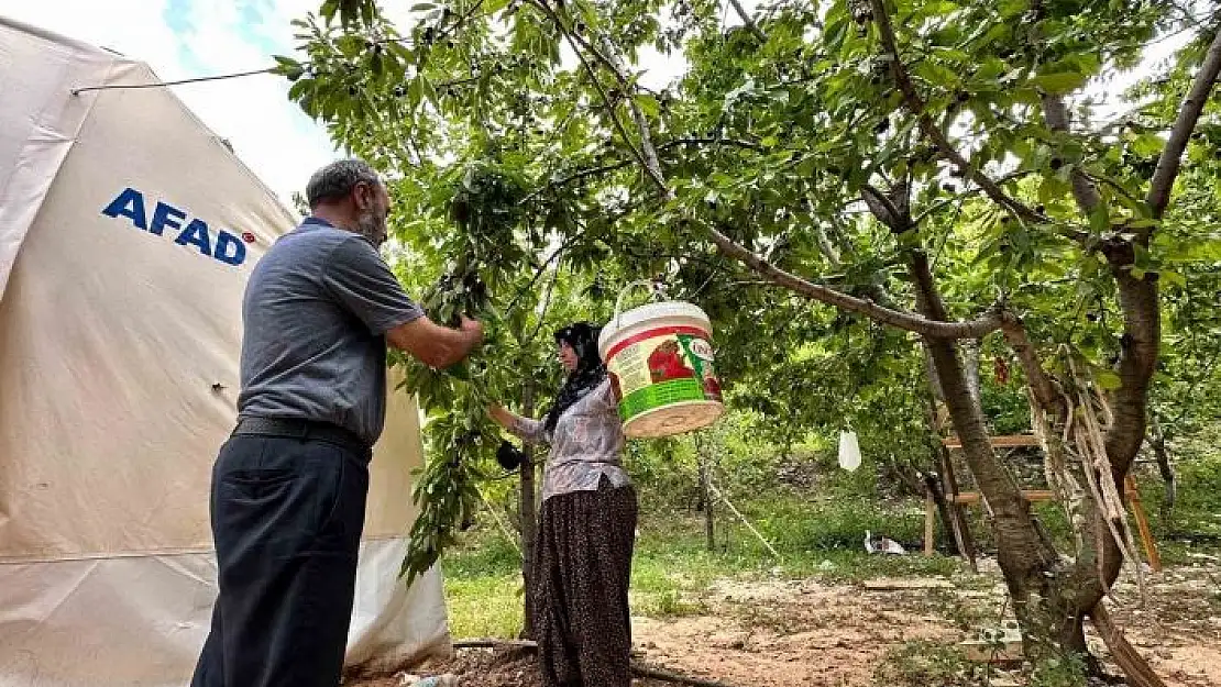 'Yeşilyurt´ta `Dalbastı Kirazı´nda hasat zamanı'