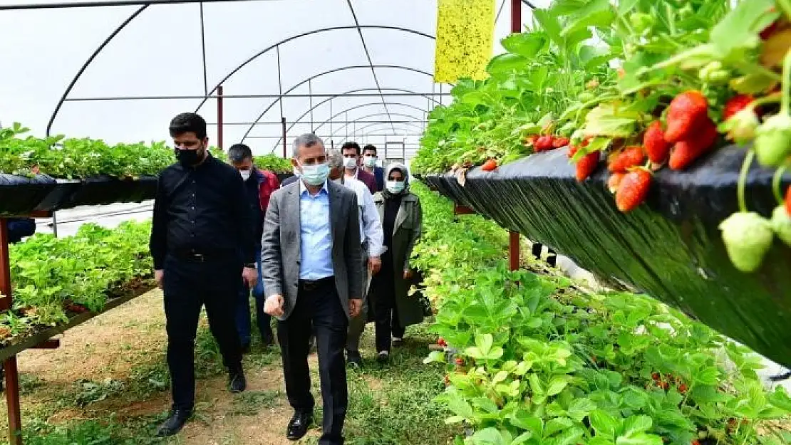 'Yeşilyurt´te sereda çilek yetiştiriciliği'