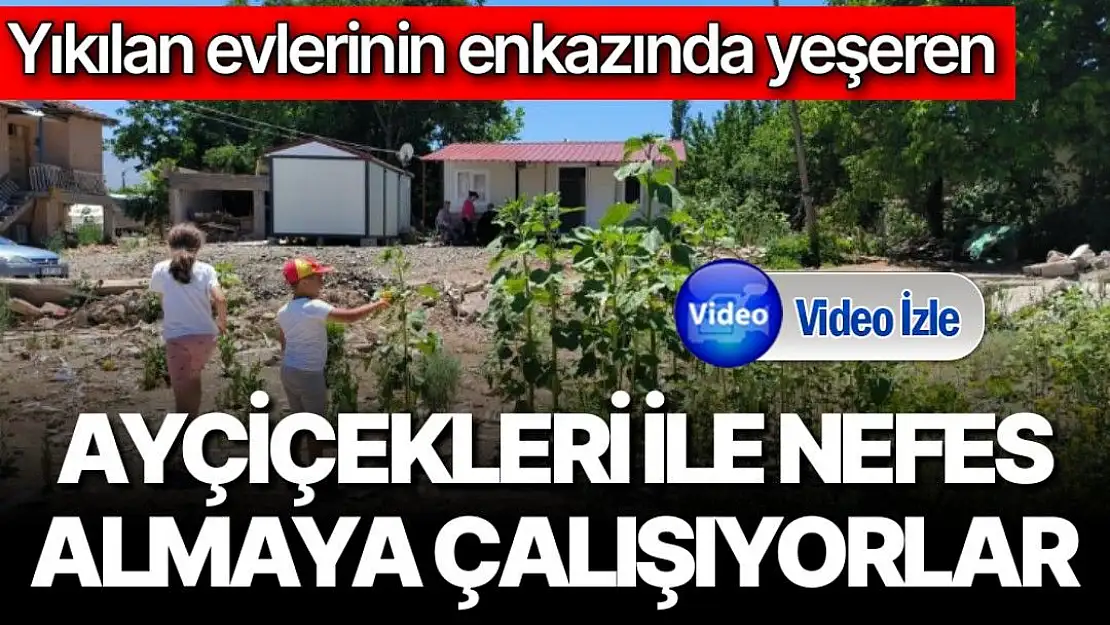 Yıkılan evlerinin enkazında yeşeren `ayçiçekleri´ ile nefes almaya çalışıyorlar