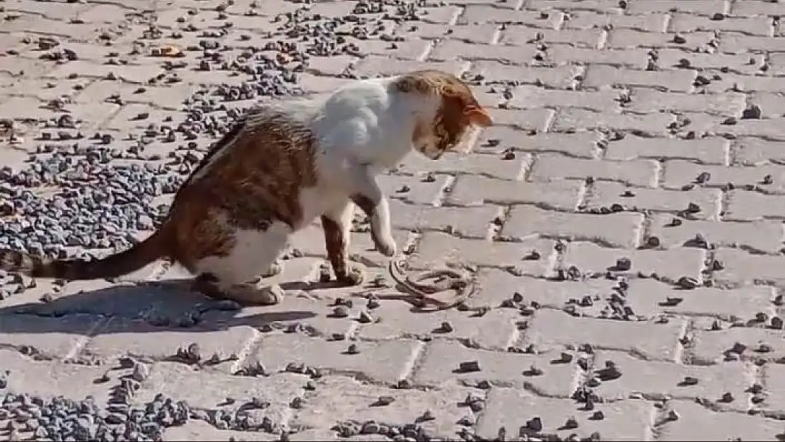 'Yılanı gözüne kestiren kedi savaşın galibi oldu'