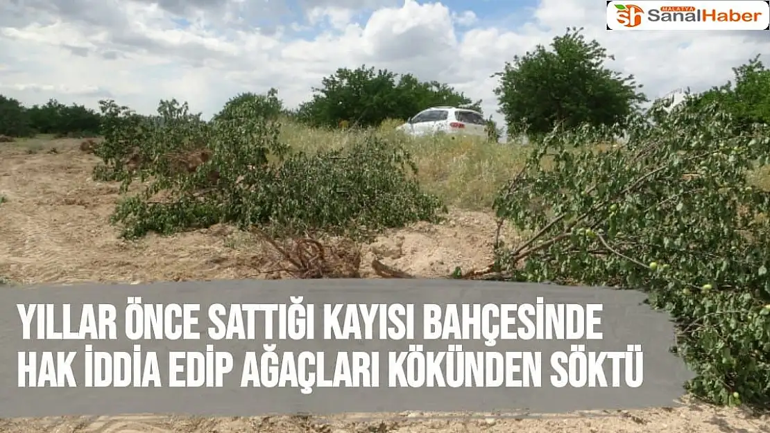 Yıllar önce sattığı kayısı bahçesinde hak iddia edip ağaçları kökünden söktü