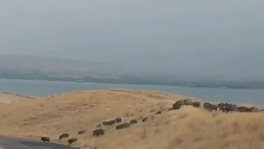 'Yiyecek arayan domuz sürüsü görüntülendi'