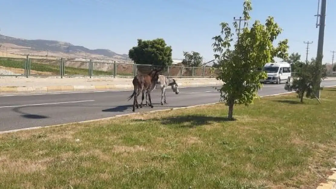 'Yola çıkan eşekler kazaya neden oldu'