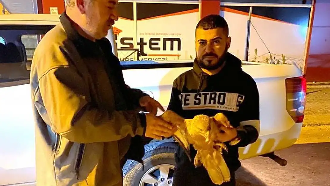 'Yorgun düşen şahin tedavi altına alındı'