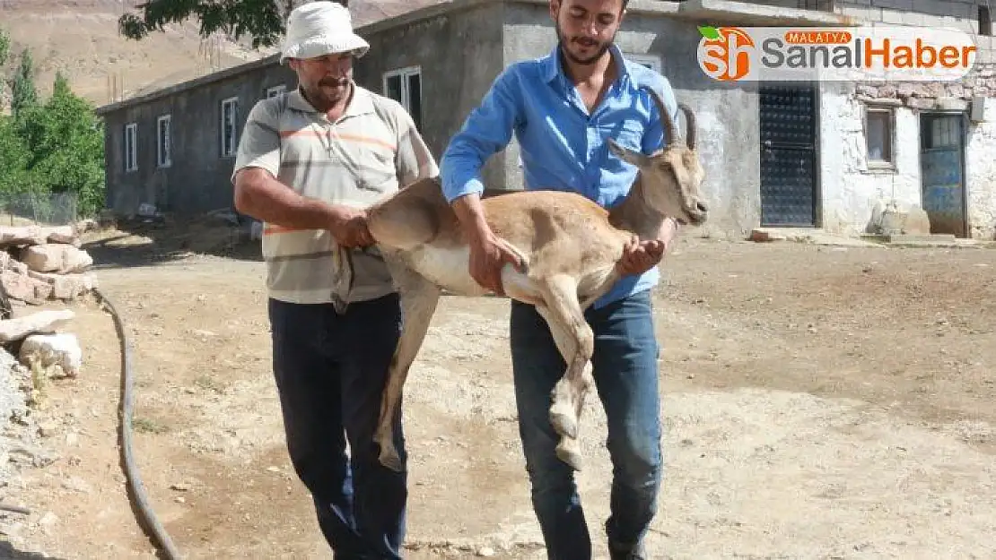 Yürüyemeyen dağ keçisini sırtlarında taşıdılar