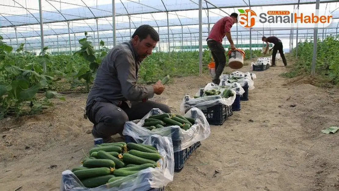 Yüzde 50 hibe ile kurduğu serada günlük 3 ton salatalık hasat ediyor
