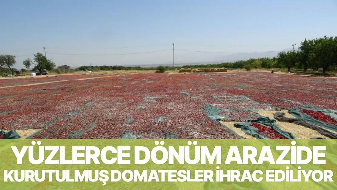 Yüzlerce dönüm arazide kurutulmuş domatesler ihrac ediliyor