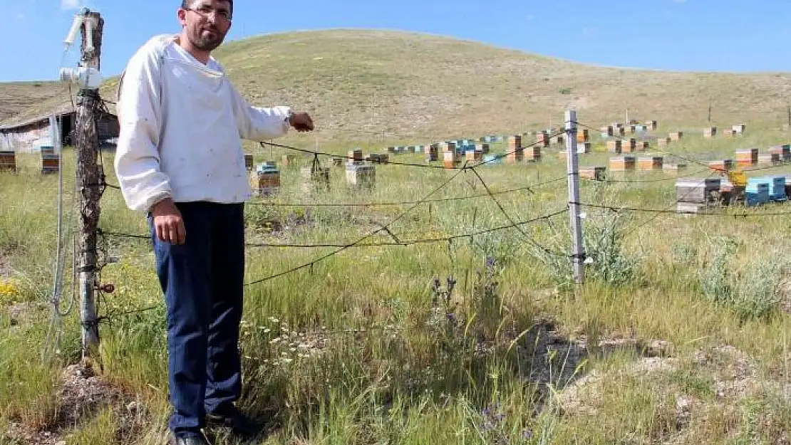 'Zekası ile ayıları yendi'