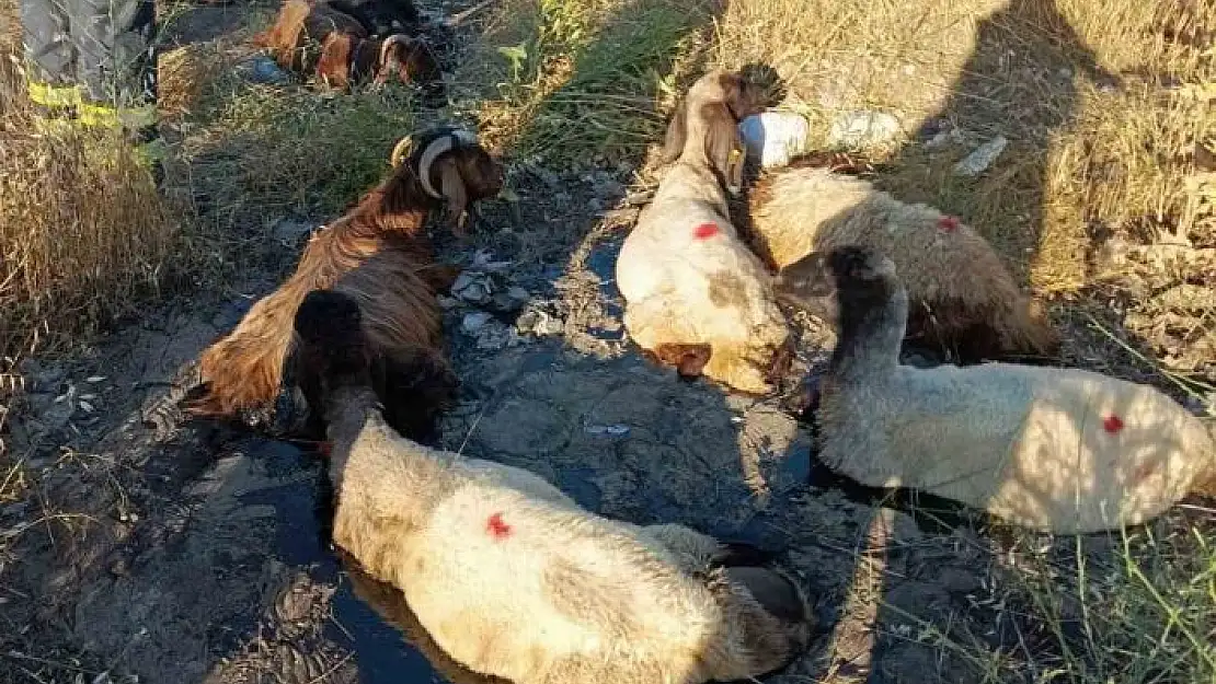 'Zift göletine batan küçükbaş hayvanları itfaiye kurtardı'