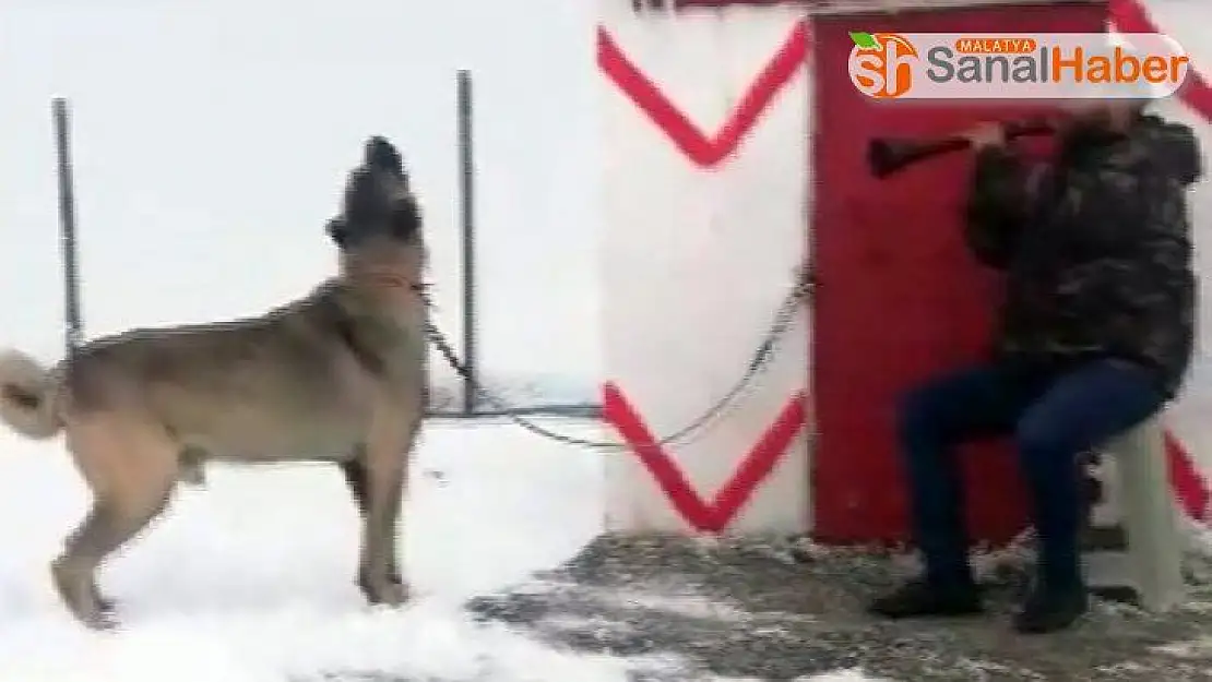 Zurnaya eşlik eden Kangal köpeğine sosyal medyada büyük beğeni