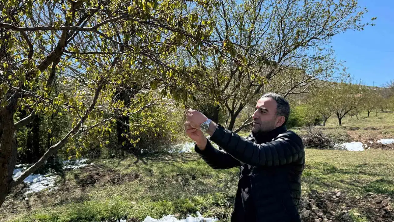 Akçadağ'da zirai don kayısıyı vurdu