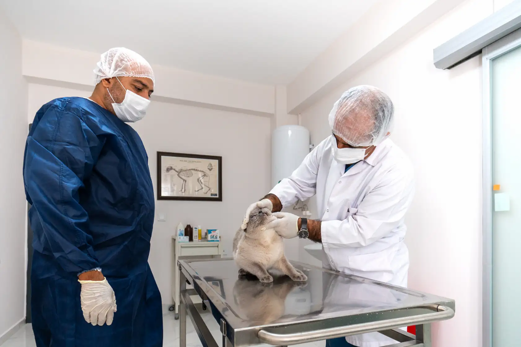 Malatya Büyükşehir Belediyesi Hayvan Hastanesi hizmete girdi