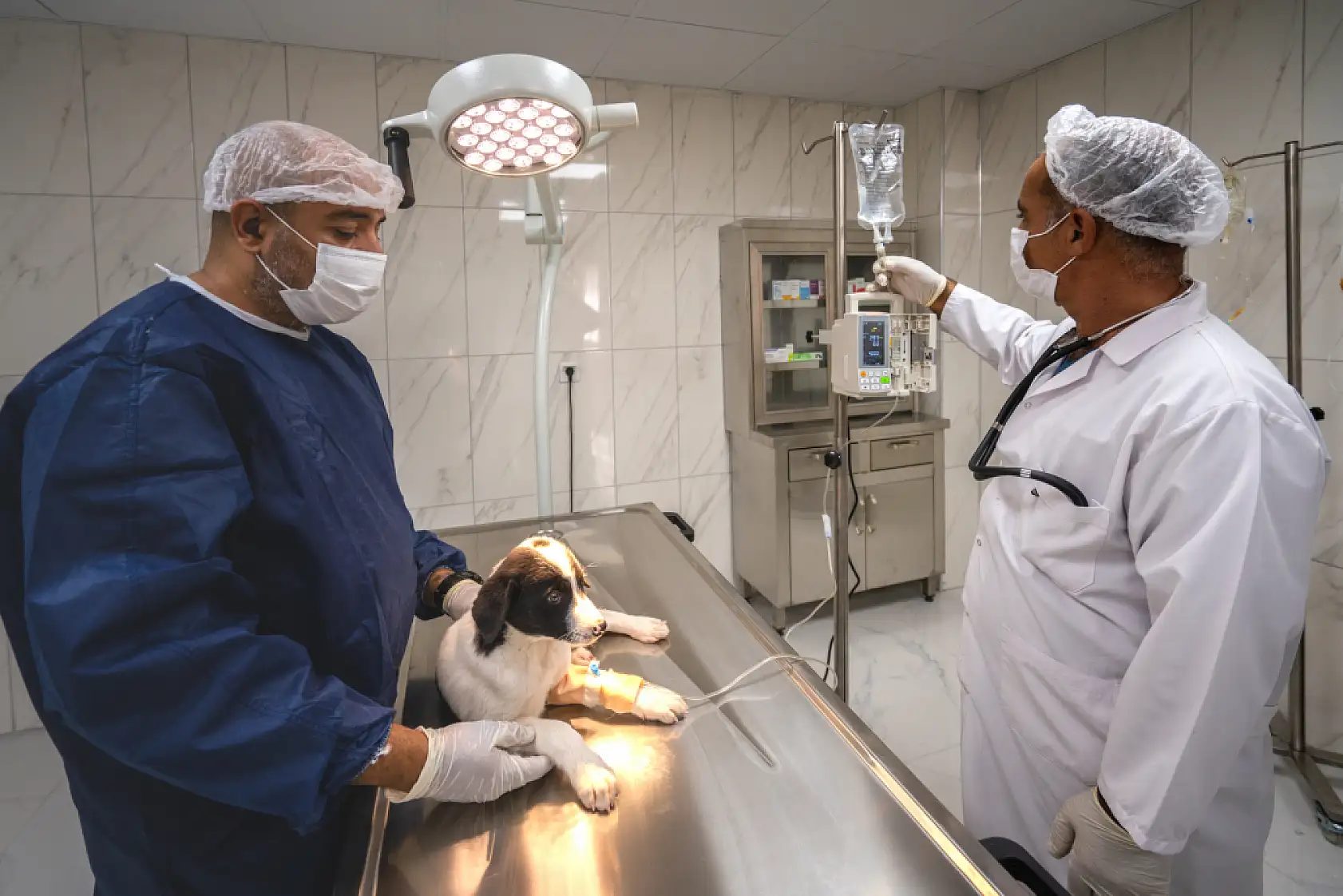 Malatya Büyükşehir Belediyesi Hayvan Hastanesi hizmete girdi