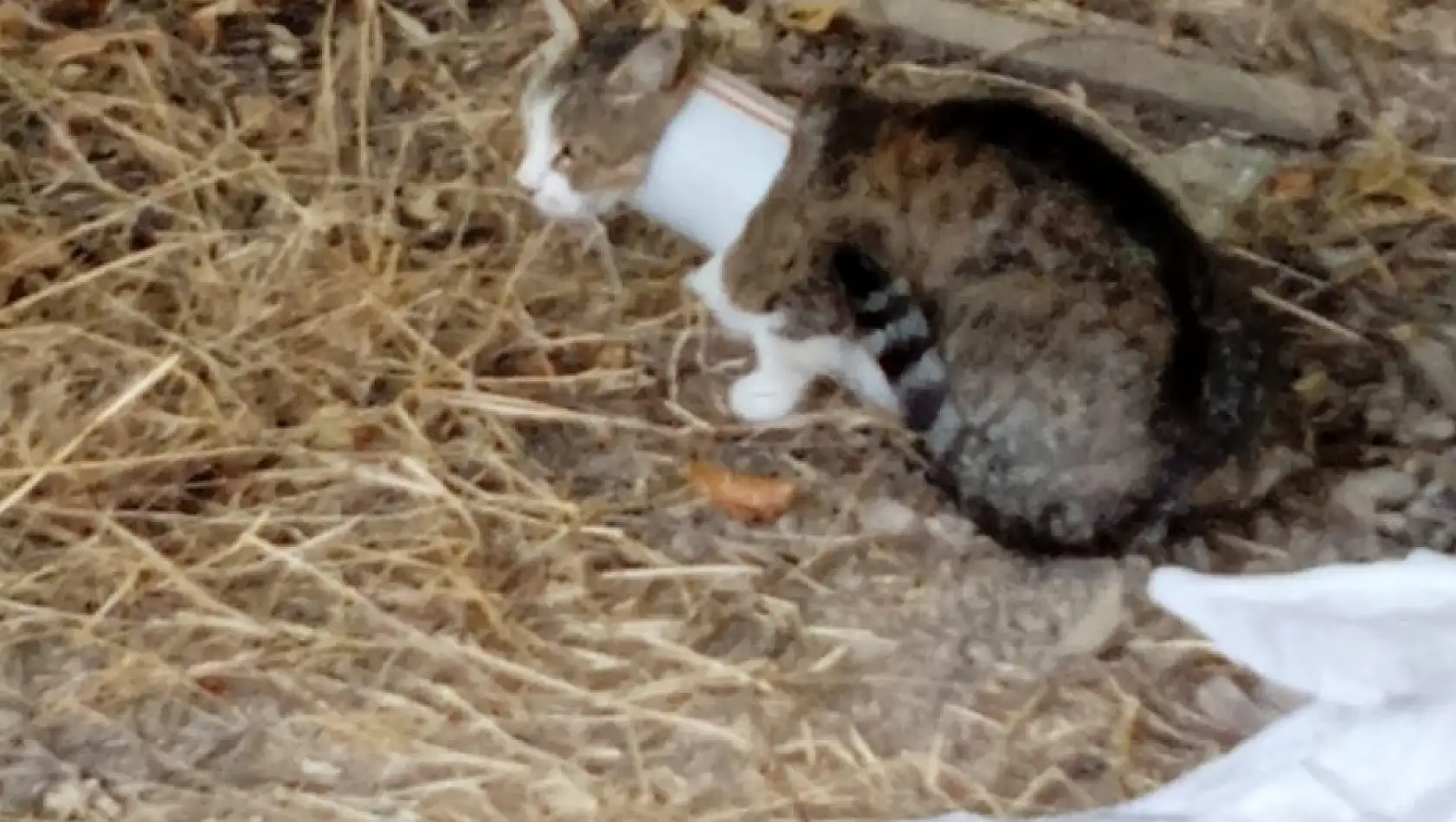 Kafasını plastik boruya sıkıştıran kediyi itfaiye kurtardı