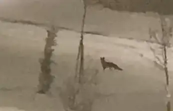 Aç kalan tilki şehir merkezine indi