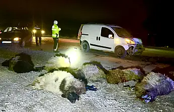 Hafif Ticari Araç Koyun Sürüsüne Daldı 12 Hayvan Telef Oldu